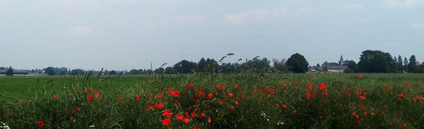 Homepage